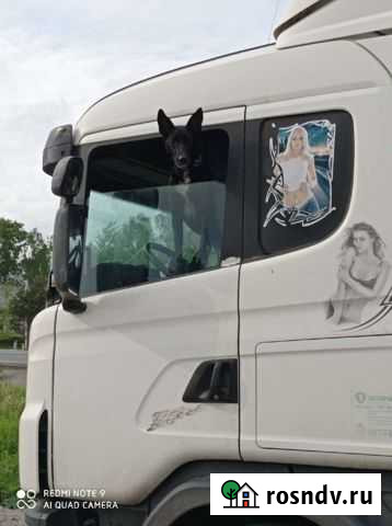 Отдам даром в добрые руки кобеля двухгодовалого Пермь - изображение 1