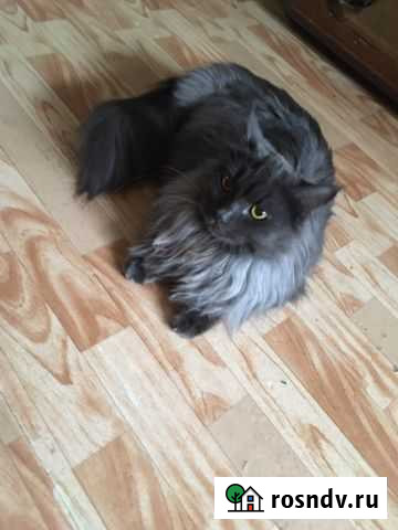 Домашние животные кошки Томск - изображение 1