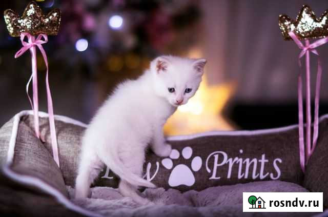 Кошка Кимры - изображение 1