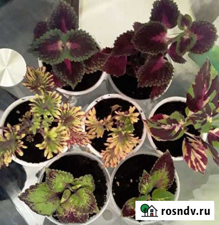 Колеусы Прокопьевск - изображение 1