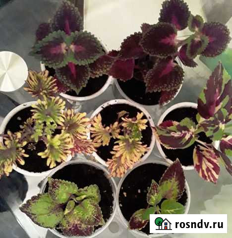 Колеусы Прокопьевск - изображение 1