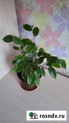 Фикус бенджамина пестролистный Тольятти - изображение 1