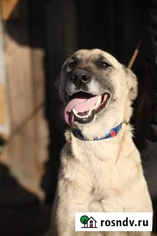 Леля- стерильная, вакцинированная Улан-Удэ - изображение 1