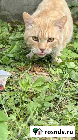 Рыжик в добрые руки Серпухов - изображение 1