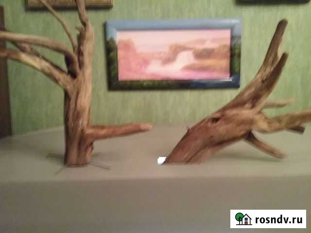 Коряжка а аквариум Дзержинск - изображение 1