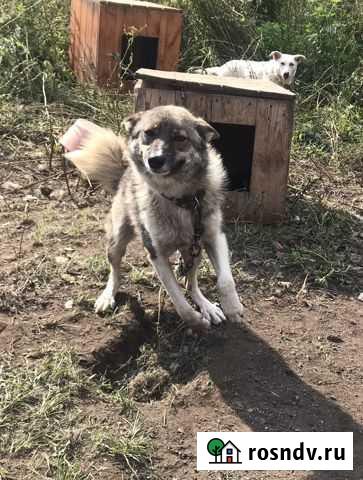 Собака Герда Новоалтайск - изображение 1