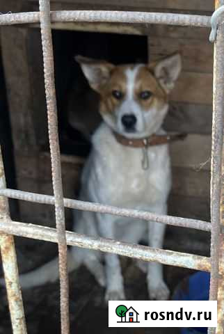 Собака для частного дома. 6мес. Привита от бешенст Самара - изображение 1