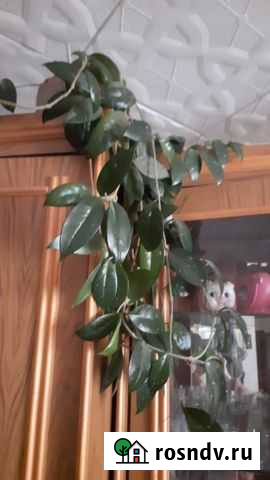 Комнатное растение Унеча - изображение 1