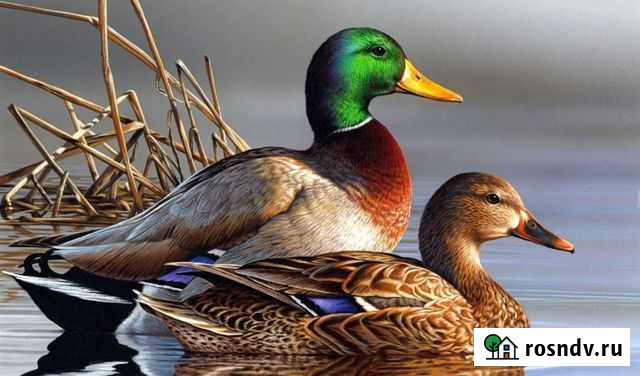 Одомашненные дикие утки Джанкой - изображение 1