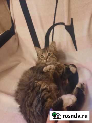 Кошки в добрые руки бесплатно Елизово - изображение 1