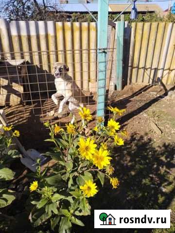 Отдам в добрые руки в связи с переездом Троицкое - изображение 1