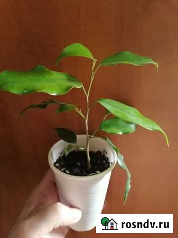 Фикус Бенджамина Экзотика Ревда - изображение 1