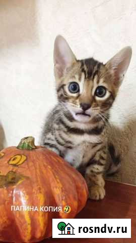 Вязка бенгальский кот Карабаш - изображение 1
