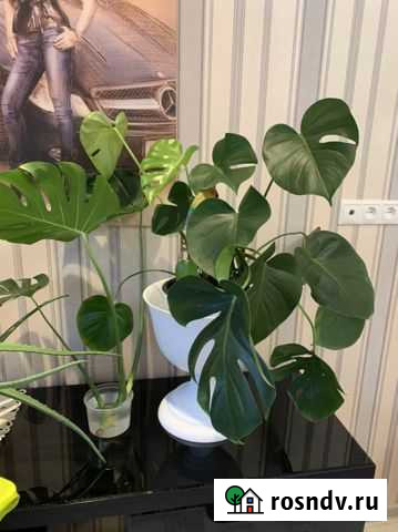 Монстера Псков - изображение 1