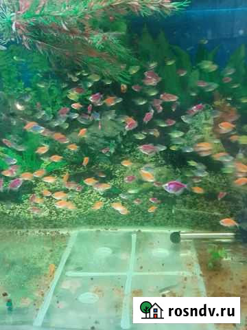 Рыбки аквариумные Михайловка - изображение 1