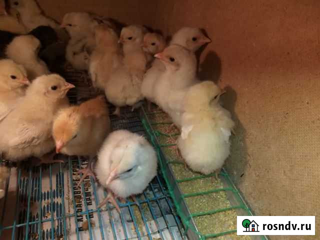 Продам цыплят Петропавловск-Камчатский - изображение 1