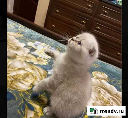 Шотландские котята серебристая шиншилла Чегем - изображение 1