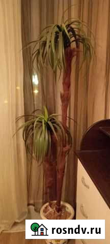 Искусственная пальма Самара - изображение 1