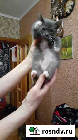 Котенок в добрые ручки Гатчина - изображение 1