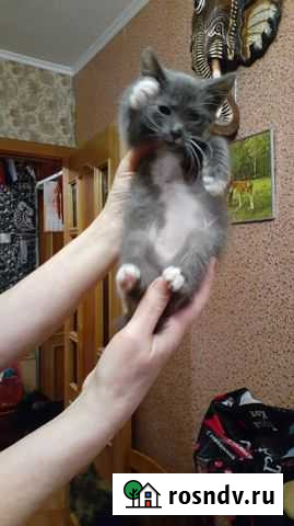 Котенок в добрые ручки Гатчина - изображение 1