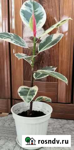 Фикус тинеке эластика Благовещенск - изображение 1