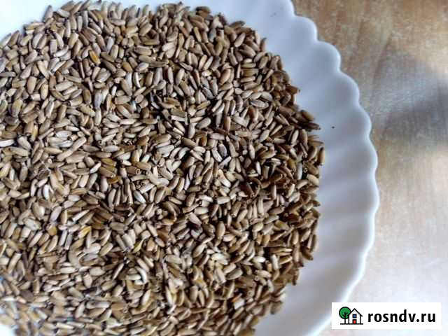 Семена расторопши Елец - изображение 1