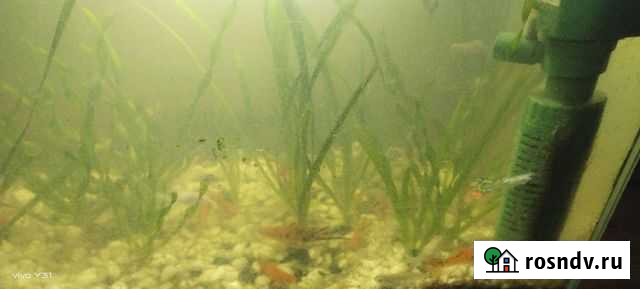 Рыба Гуппи, Меченосец Карасук - изображение 1