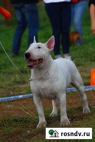 Вязка Новочебоксарск - изображение 1