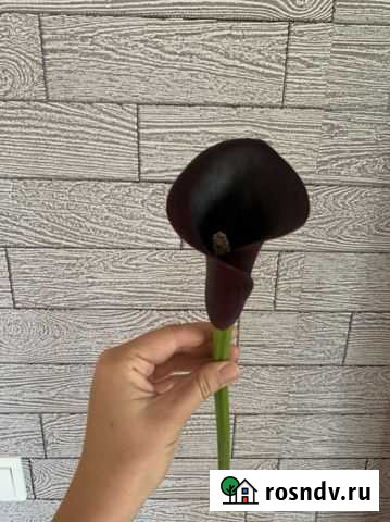 Луковицы каллы Новокузнецк - изображение 1