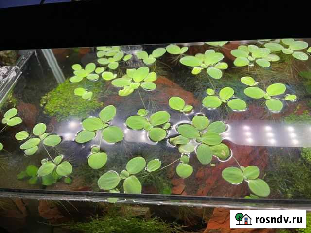 Пистия Домодедово - изображение 1