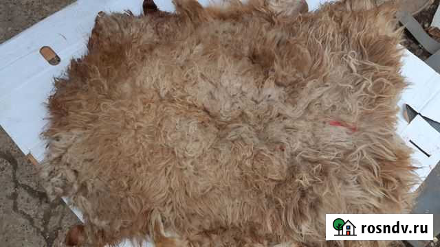 Шкура Астрахань - изображение 1