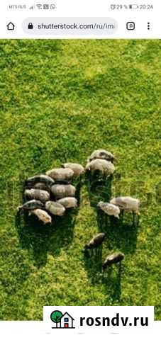 Продаю баранов Чистополь - изображение 1