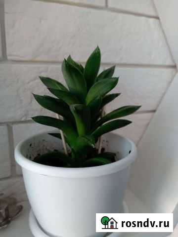 Суккуленты Чебоксары - изображение 1