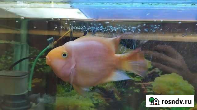 Аквариумная рыбка трехгебридный попугай Евпатория - изображение 1