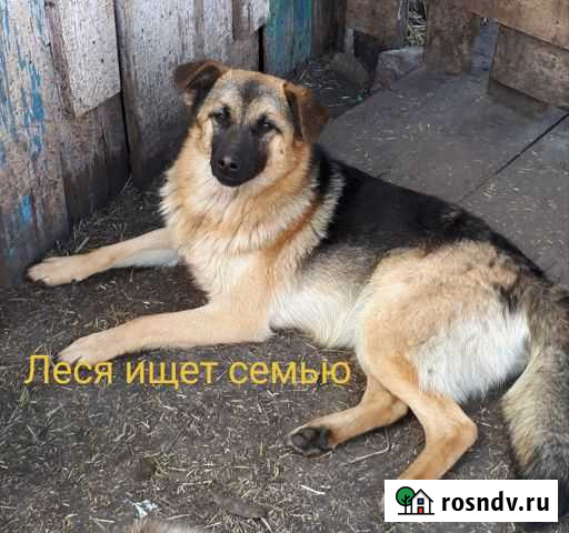 Собака улыбака-охраняка Леся Уфа - изображение 1