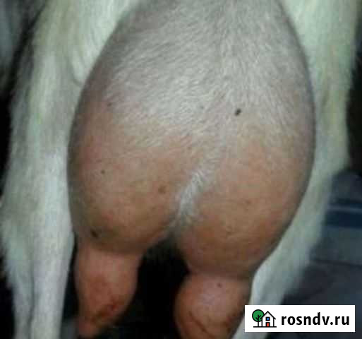 Коза дойная молочная Зубутли-Миатли - изображение 1