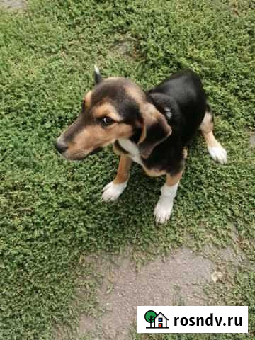 Отдам бесплатно Острогожск - изображение 1