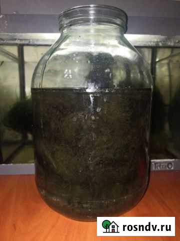 Банка с улитками Домодедово - изображение 1