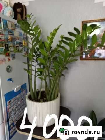 Комнатные цветы Железногорск - изображение 1