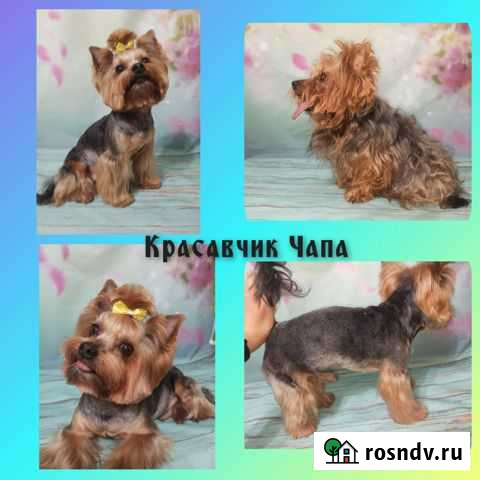 Стрижка (Груминг) животных Самара - изображение 1