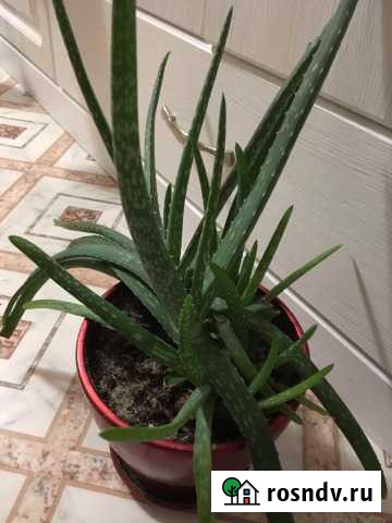 Алоэ Чехов - изображение 1