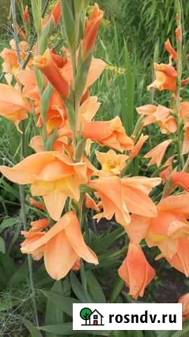 Гладиолусы Выкса - изображение 1