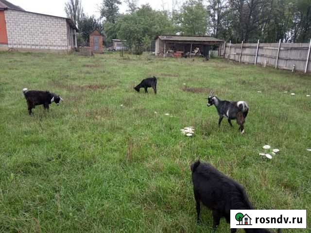 Козы дойных пород Урус-Мартан - изображение 1