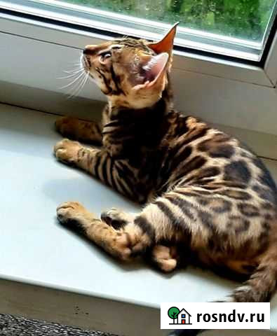 Бенгальская кошка Псков - изображение 1