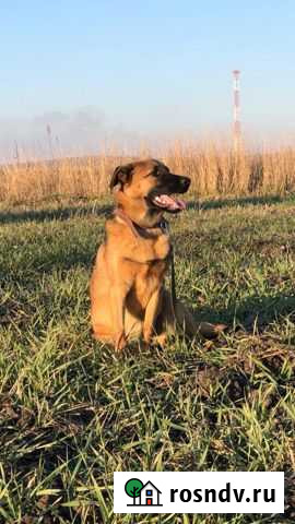 Собака Щенок в добрые руки бесплатно Курск - изображение 1