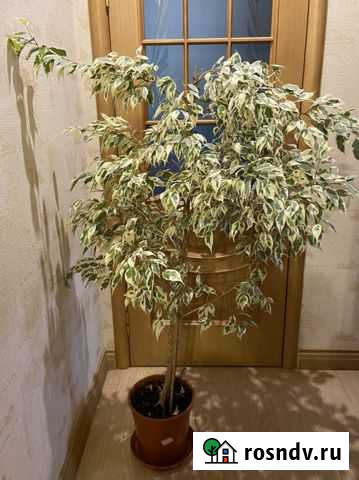 Фикус Твилайт Череповец - изображение 1