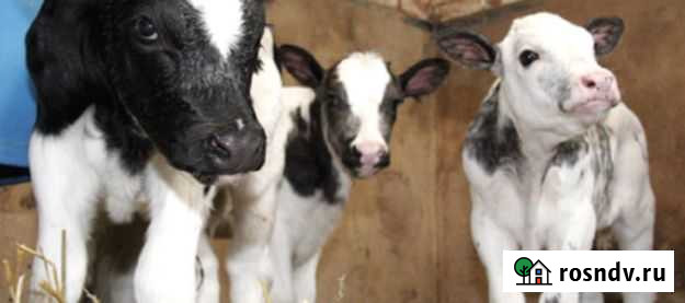 Телята бычки Усть-Лабинск - изображение 1