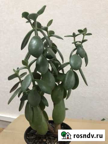 Денежное дерево, Крассула, толстянка Октябрьский - изображение 1