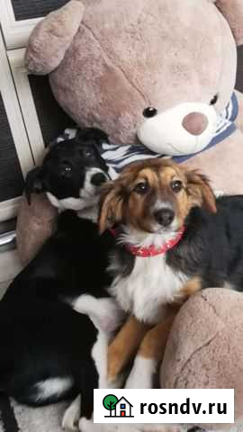 Собака Тамбов - изображение 1