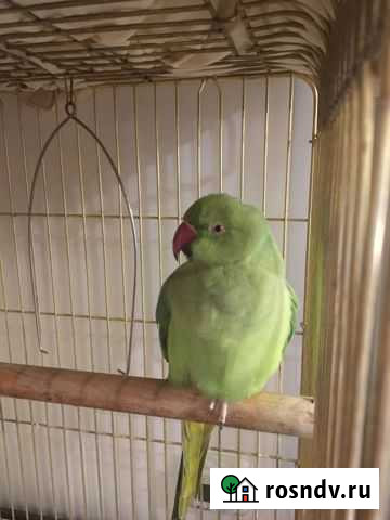 Ожереловый попугай Самара - изображение 1